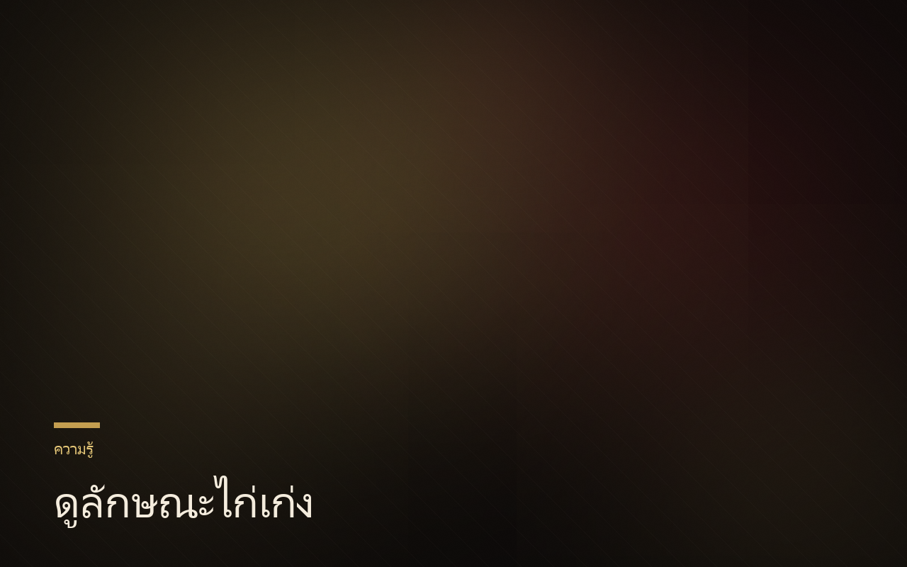 สีไก่ชน มีกี่สี? รวมไก่ลาย ไก่นกแดง ไก่เทา และวิธีดูสี