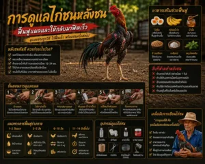 การดูแลไก่ชนหลังชน: ฟื้นฟูแผลและให้กลับมาฟิตเร็ว